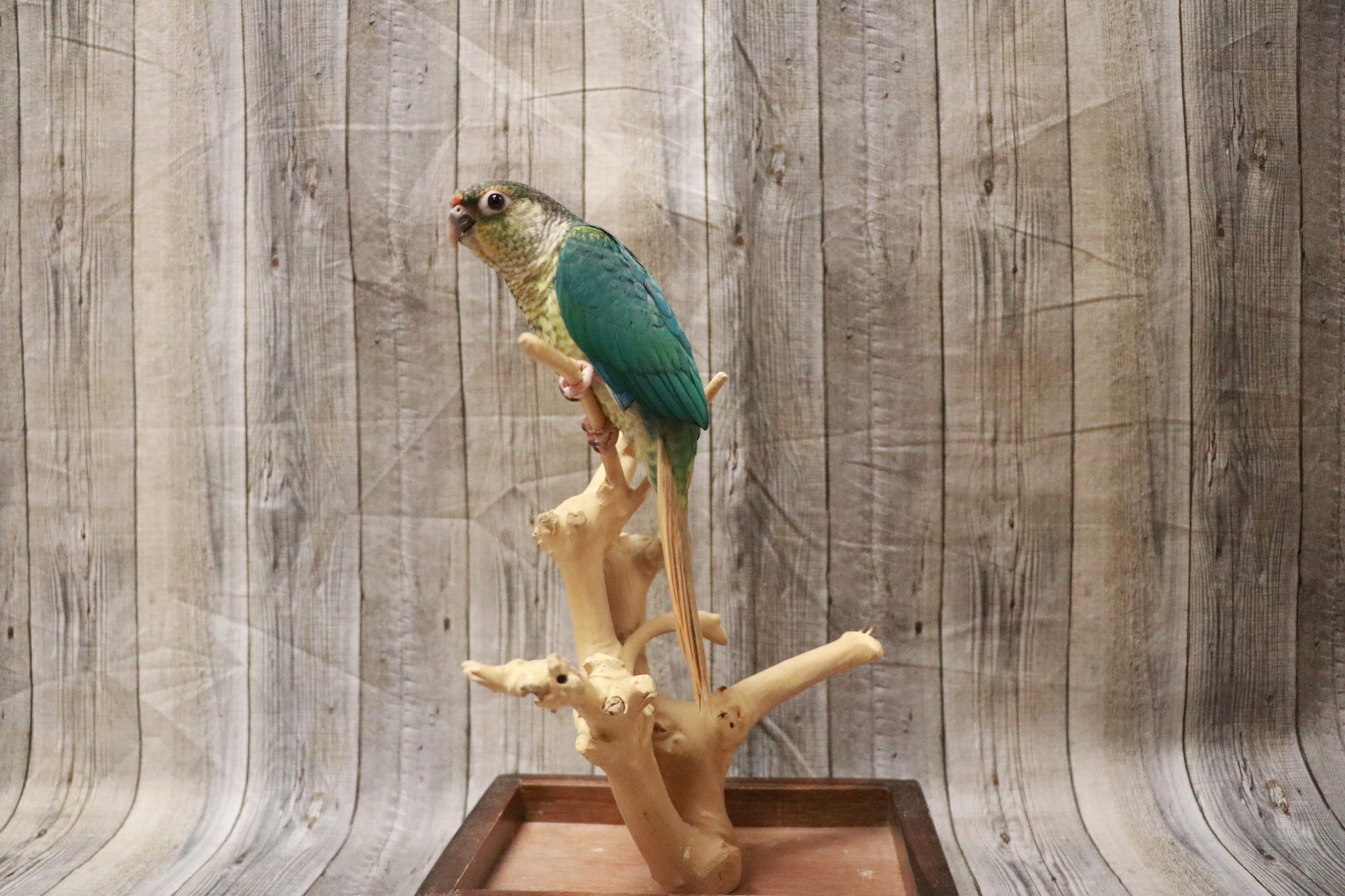 Yellow Sided Turquoise Green Cheek Conure-28161 Image #1