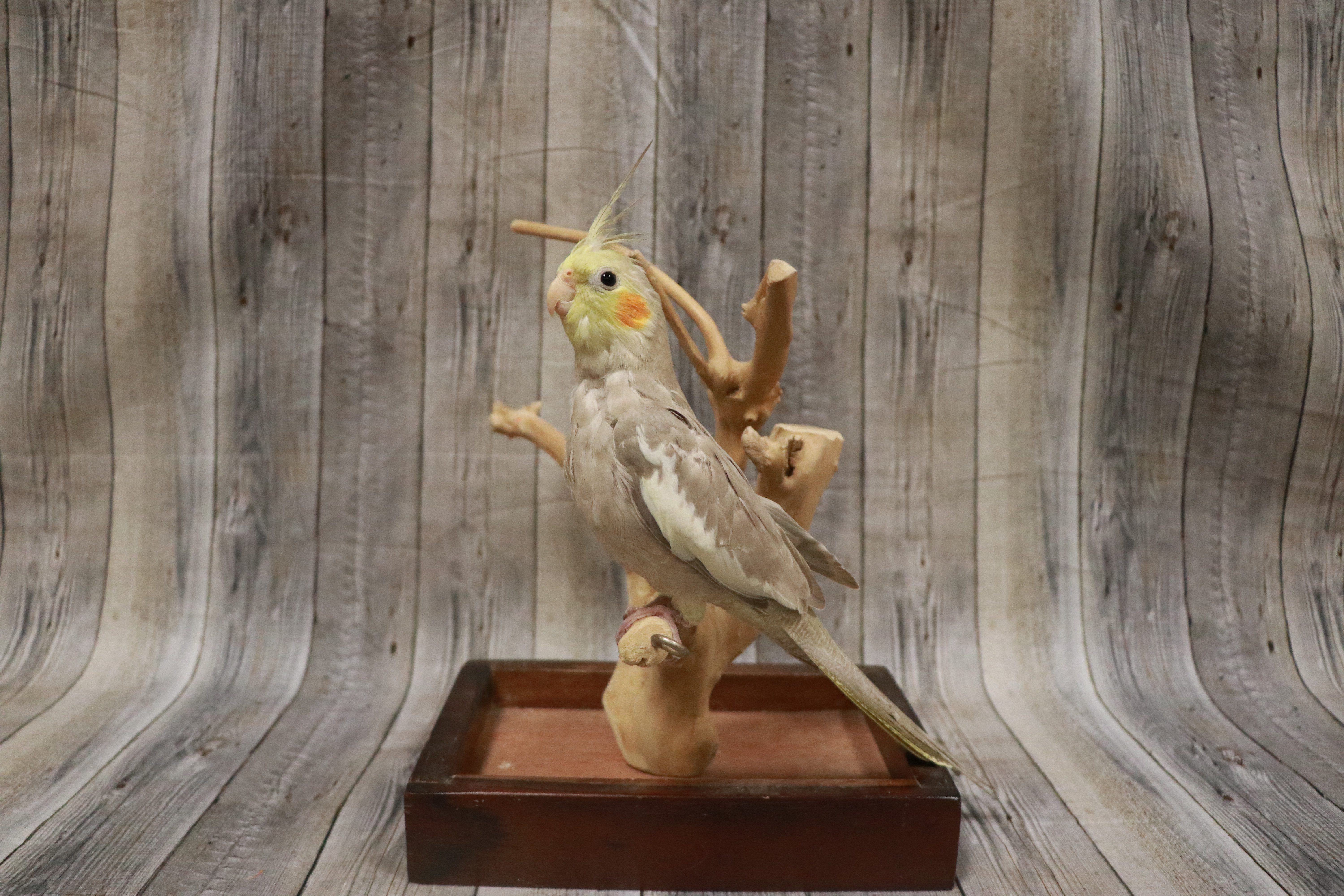 Cockatiel-28159 Image #1