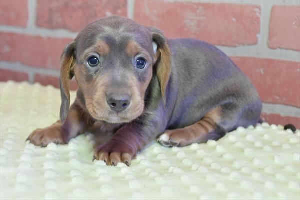 Dachshund (F) 28422 Image #3