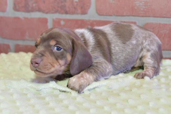 Dachshund (F) 28444 Image #3