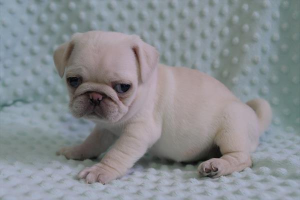 Pug (F) 28418 Image #3