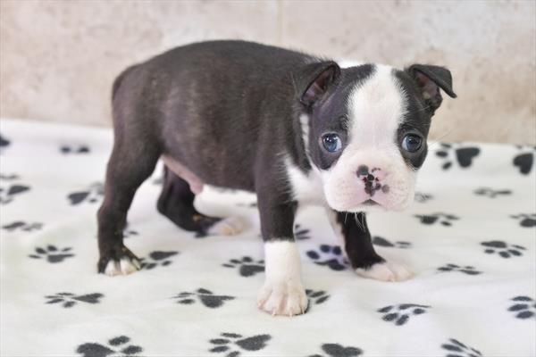Boston Terrier (M) 28379 Image #4