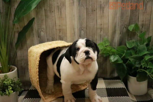 [#221532-03] Black / White F Victorian Bulldog Puppies For Sale