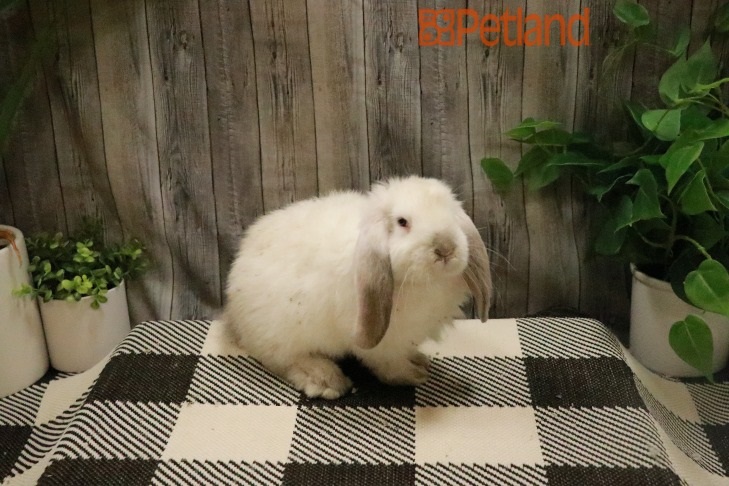 French Lop-28392 Image #1