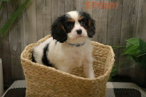 [#225219-01] Tri-Colored M Cavalier King Charles Spaniel Puppies For Sale