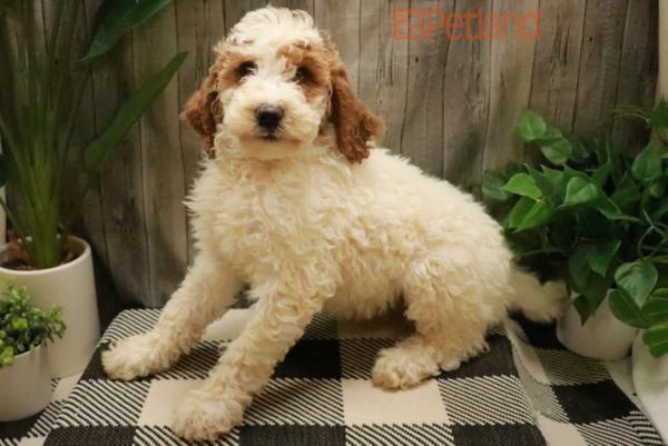 [#221634-03] Red / White F Goldendoodle 2nd Gen Puppies For Sale