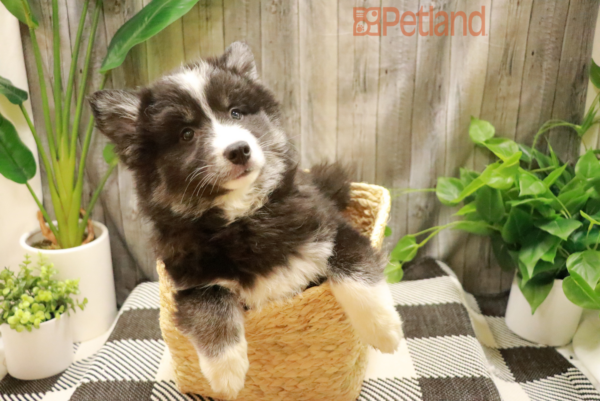 [#221676-02] Black / White F Huskimo Puppies For Sale
