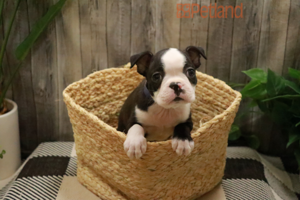 [#23106-01] Black / White M Boston Terrier Puppies For Sale
