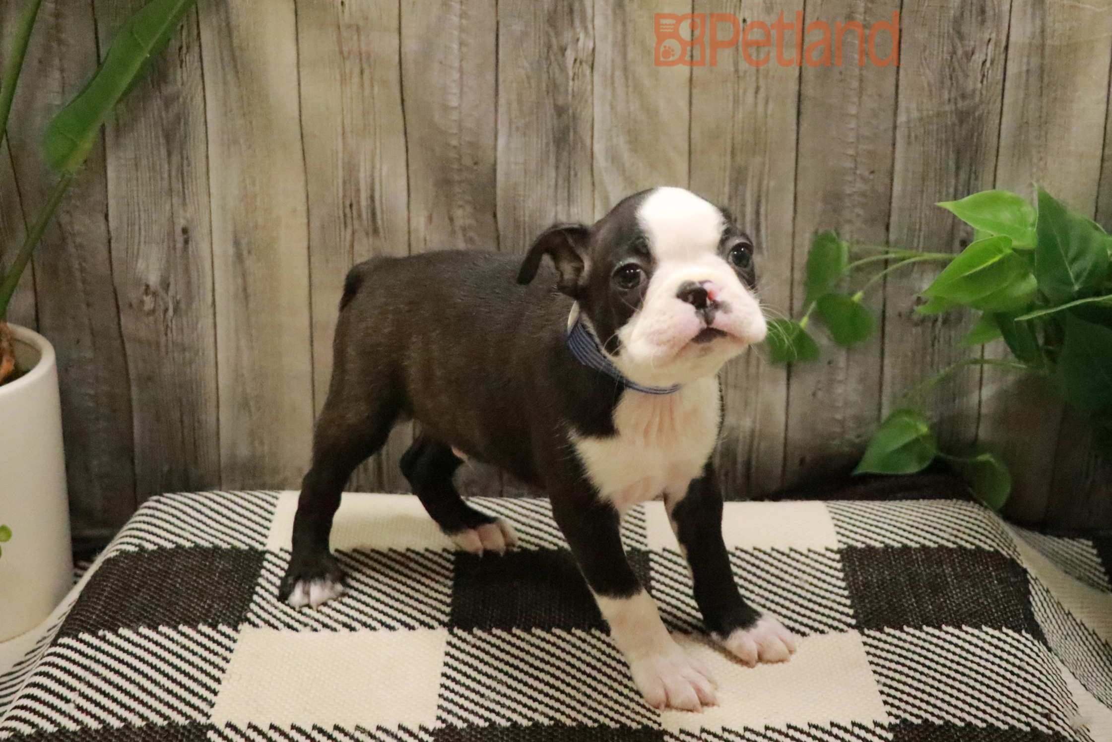 Boston Terrier (M) 28379 Image #2