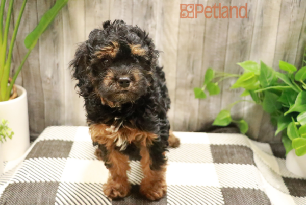 [#23116-01] Black / Tan F Cavapoo Puppies For Sale