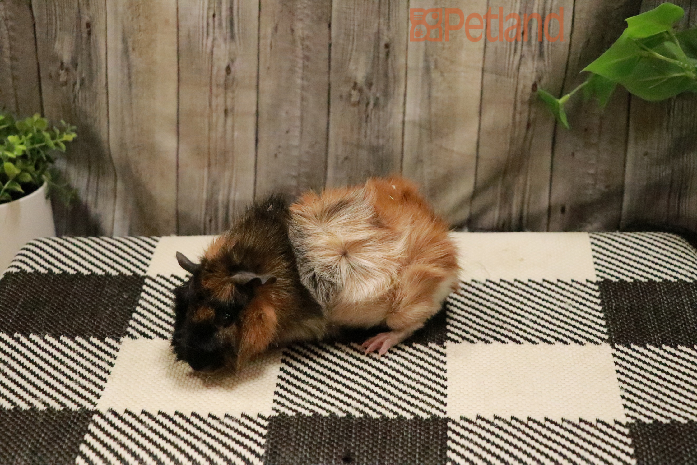 Abyssinian Guinea Pig-28384 Image #1