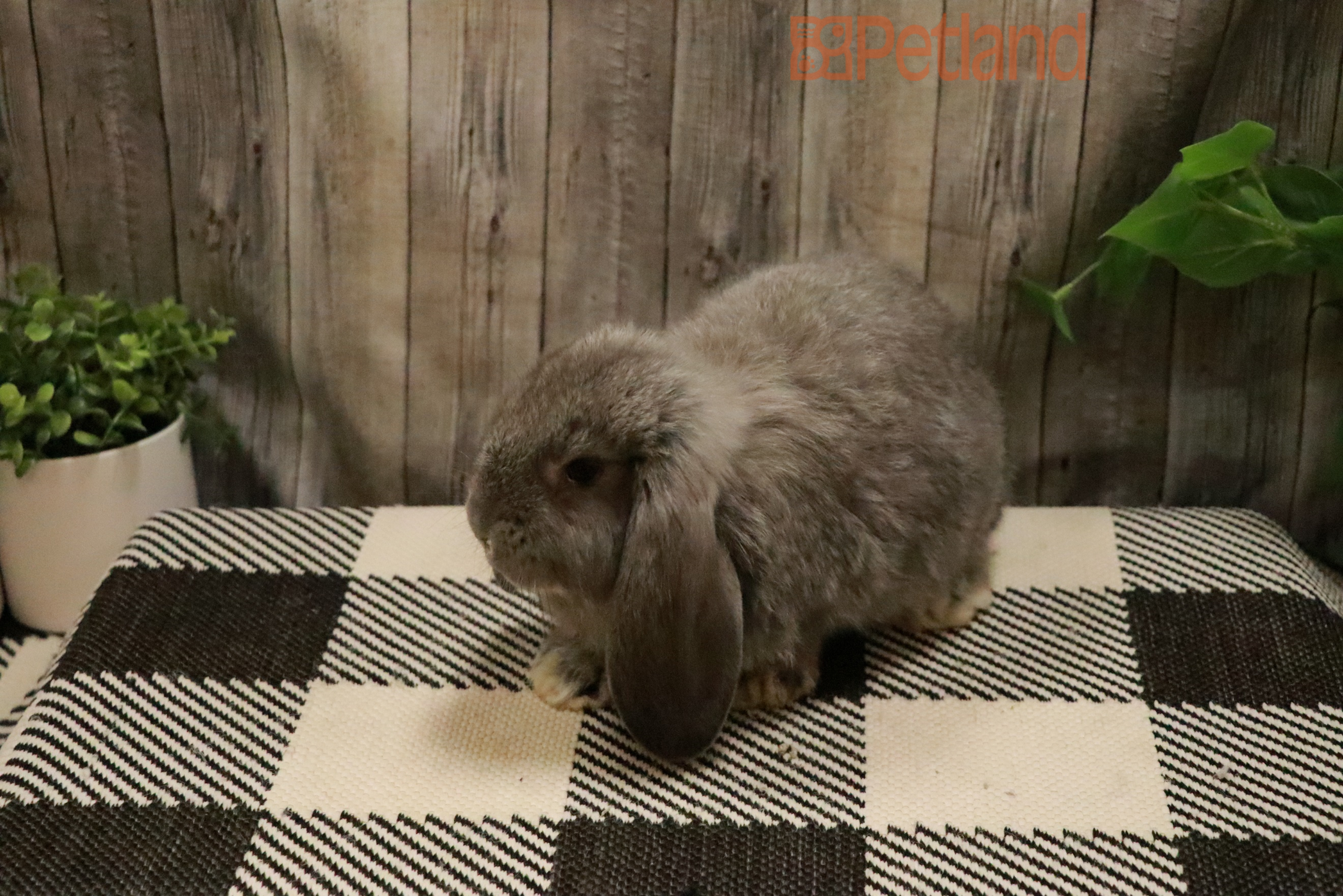 French Lop-28391 Image #1