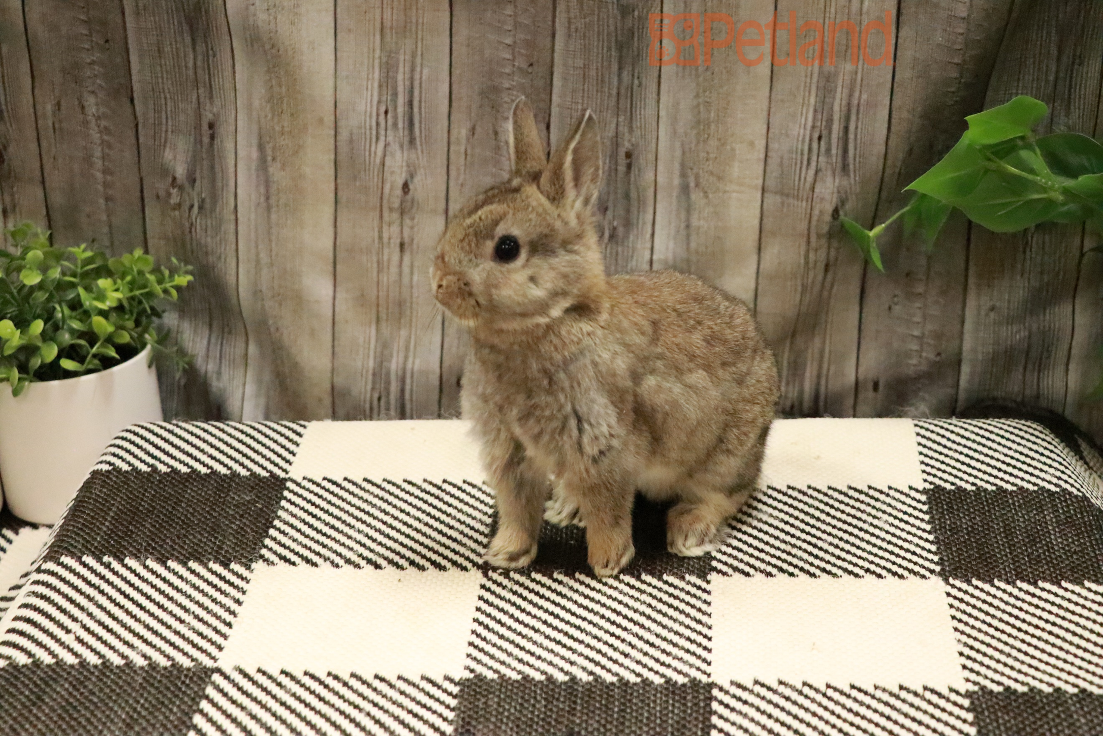 Netherland Dwarf-28396 Image #1