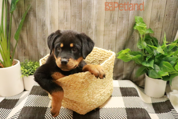 [#2344-05] Black / Tan F Rottweiler Puppies For Sale