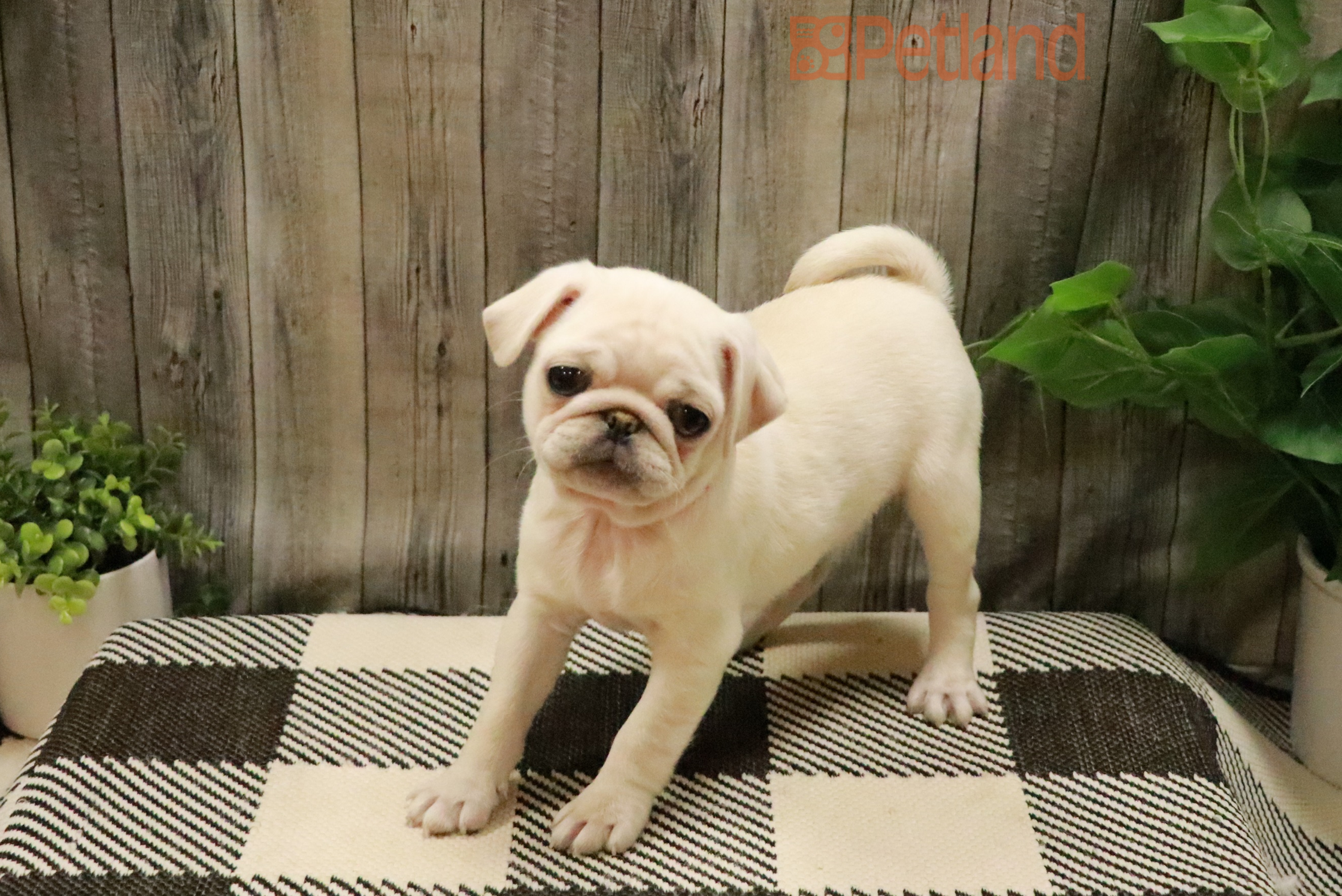 Pug (F) 28418 Image #1