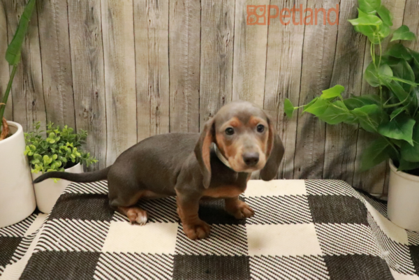 [#2325-03] Blue / Tan F Dachshund Puppies For Sale