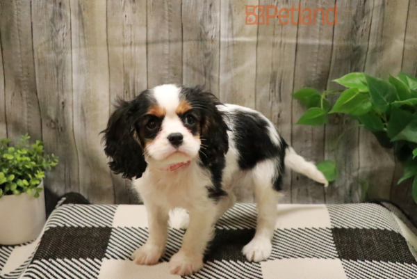 [#225255-03] Tri-Colored M Cavalier King Charles Spaniel Puppies For Sale