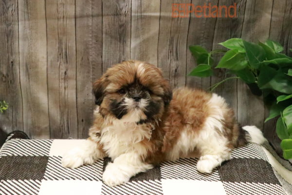 [#2326-02] Gold M Shih Tzu Puppies For Sale