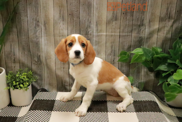 [#221712-01] Lemon / White F Beagle Puppies For Sale