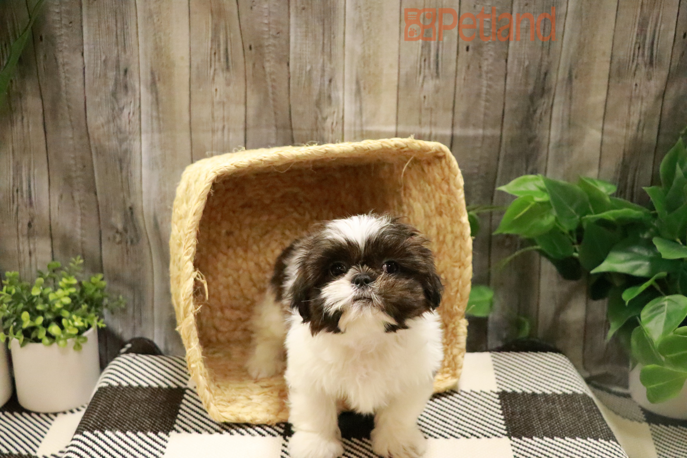 Shih Tzu (M) 28438 Image #1