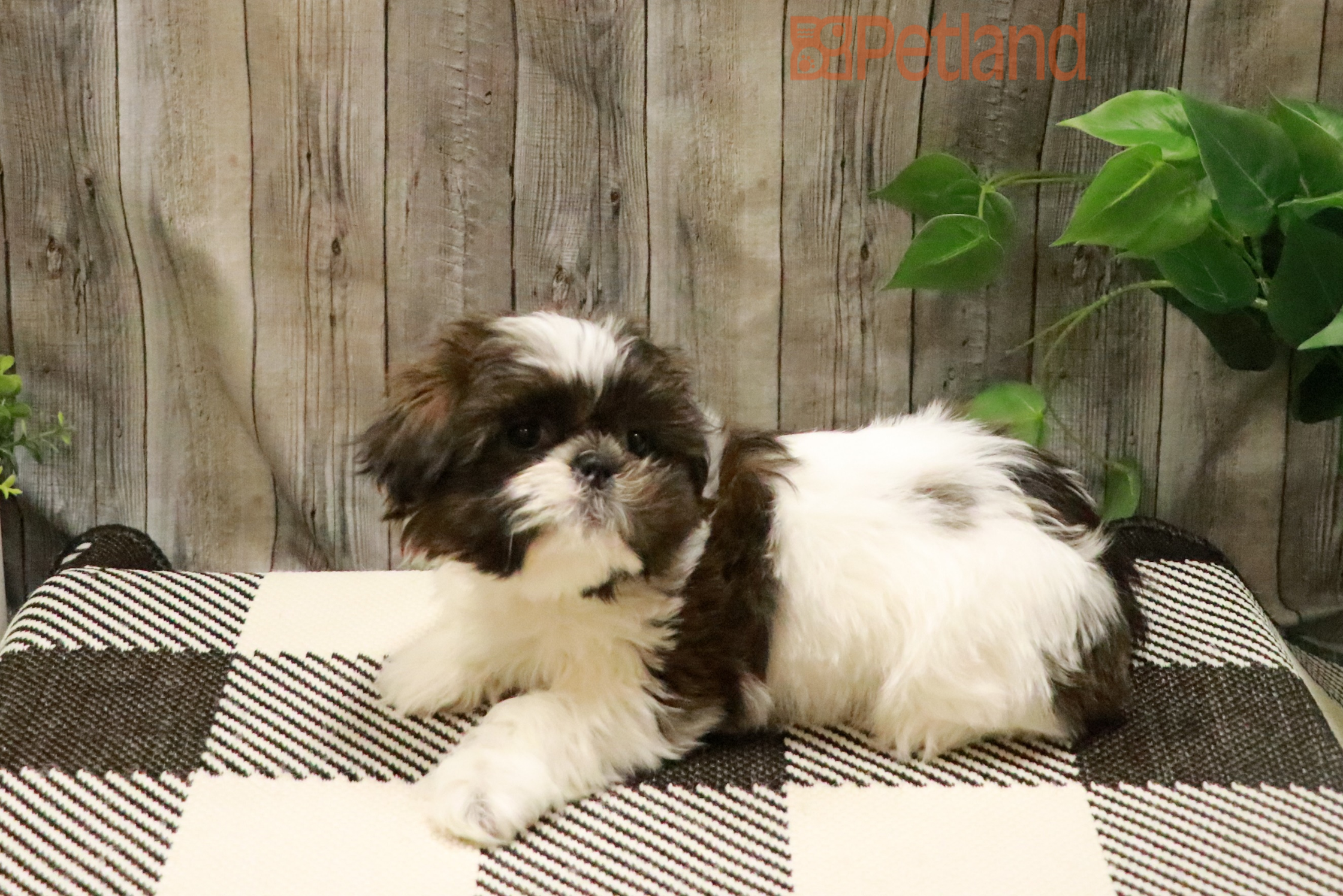 Shih Tzu (M) 28438 Image #3
