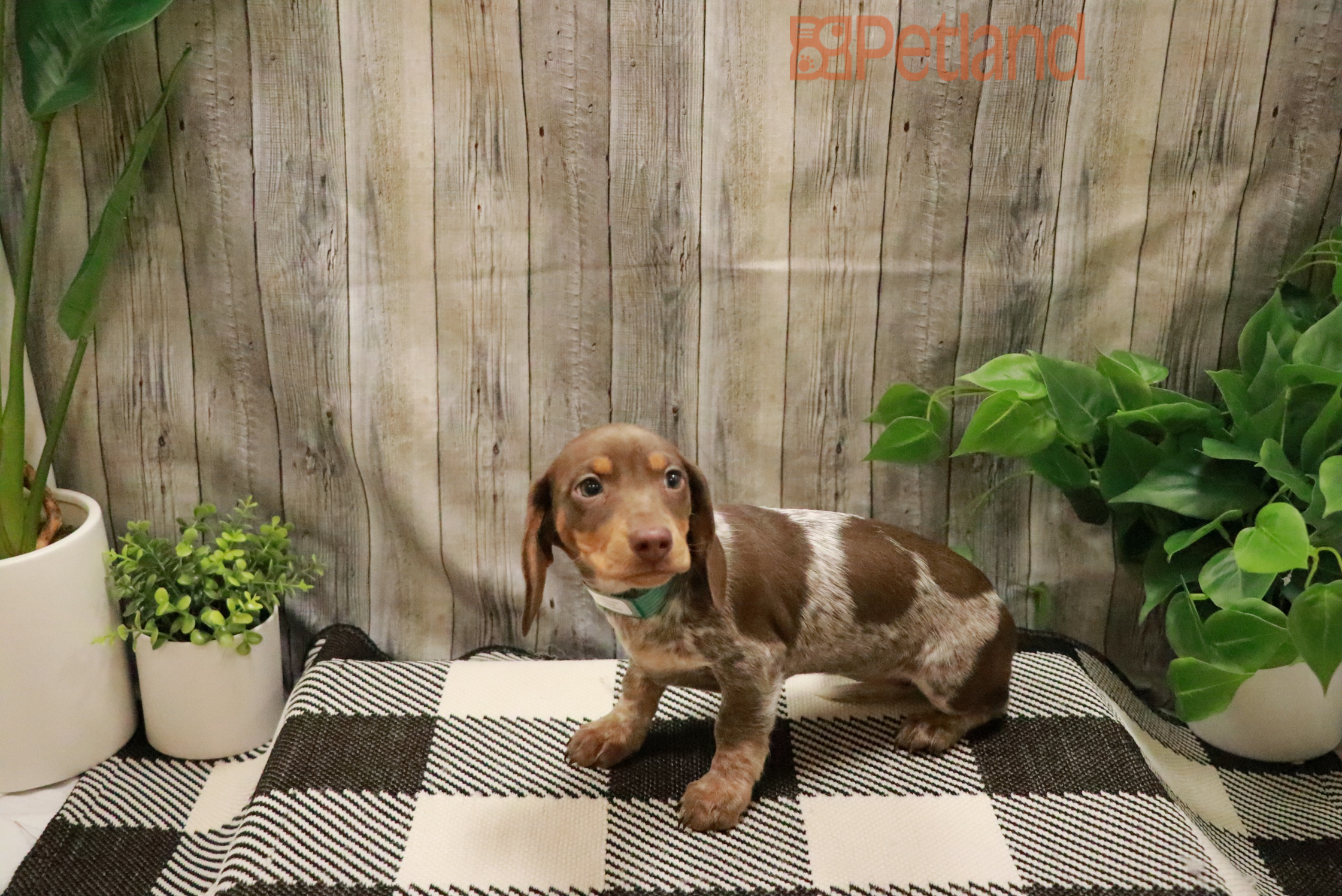 Dachshund (F) 28444 Image #1