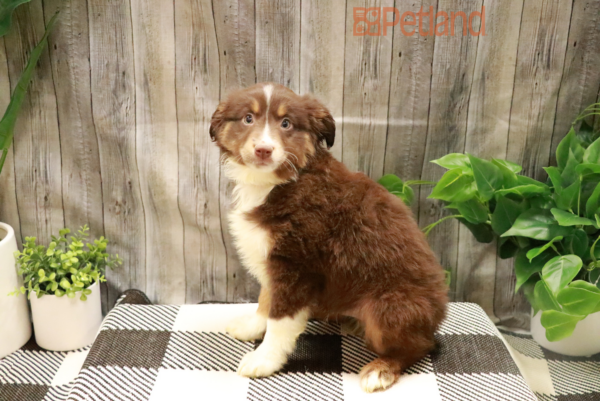 Puppies and Dogs for Sale - Petland Racine, WI Puppies and Dogs for Sale - Petland Racine, WI