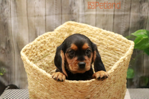 [#2387-02] Black / Tan M Cavabea Puppies For Sale
