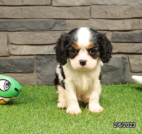 Cavalier King Charles Spaniel (M) 28426 Image #3