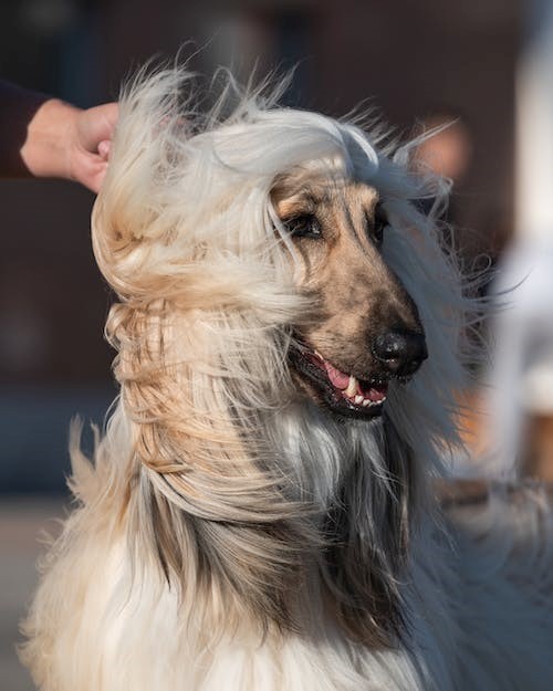 The Seven Oldest Breeds of Dogs