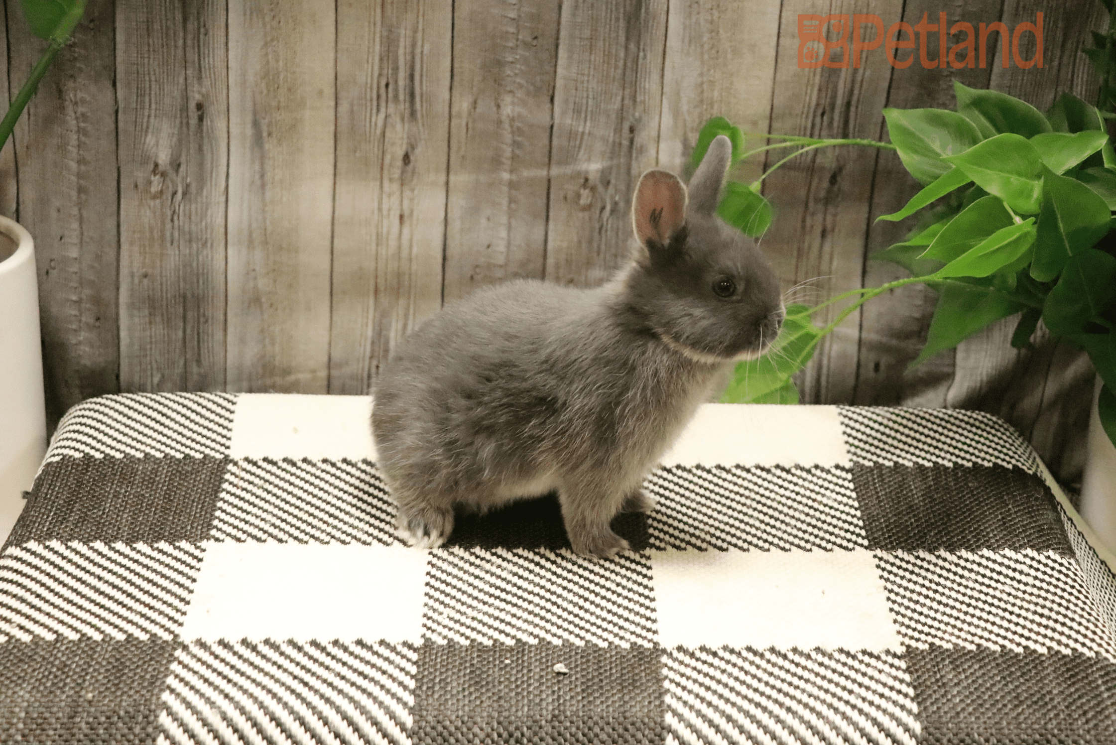 Netherland Dwarf-28334 Image #1