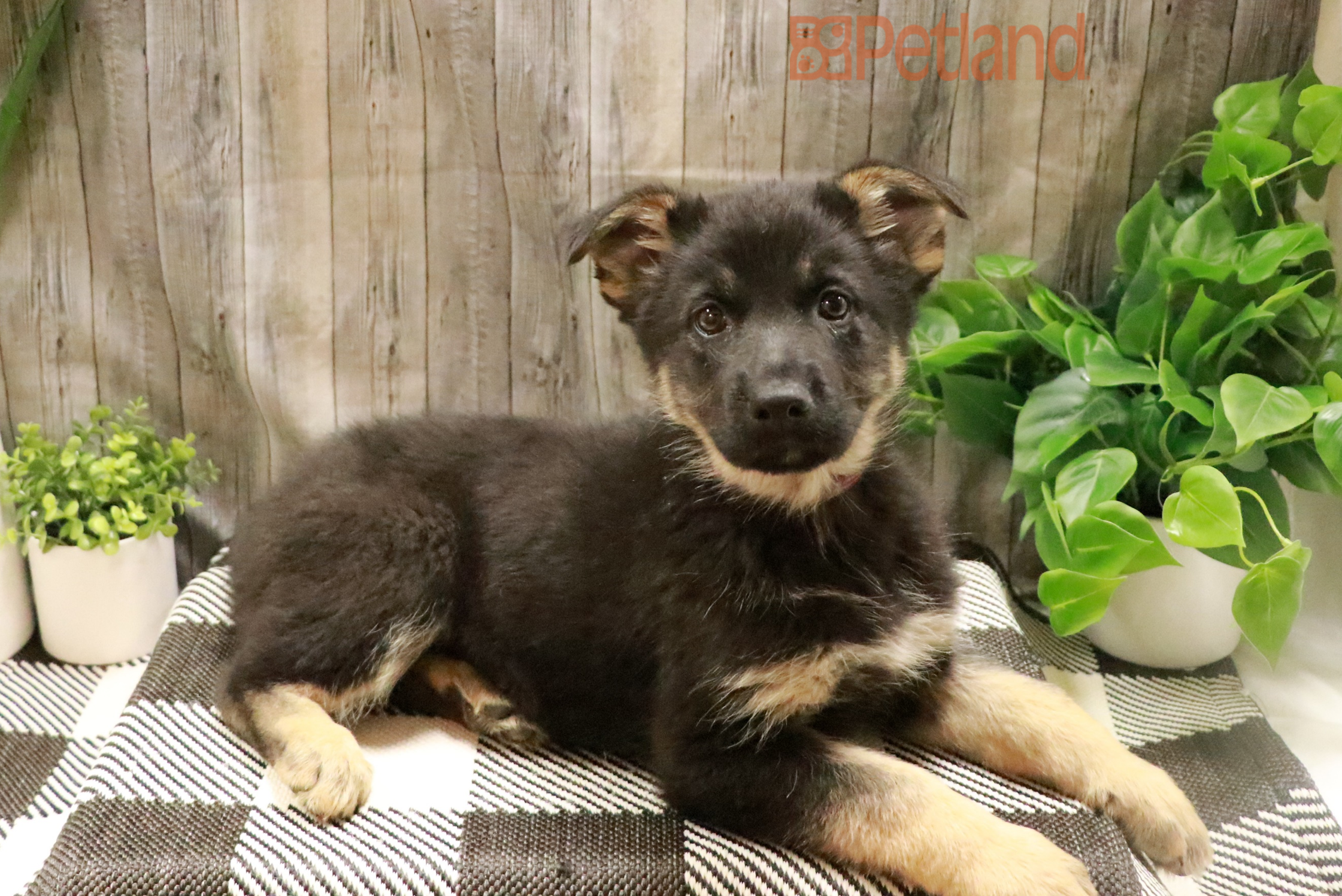 German Shepherd (F) 28431 Image #1
