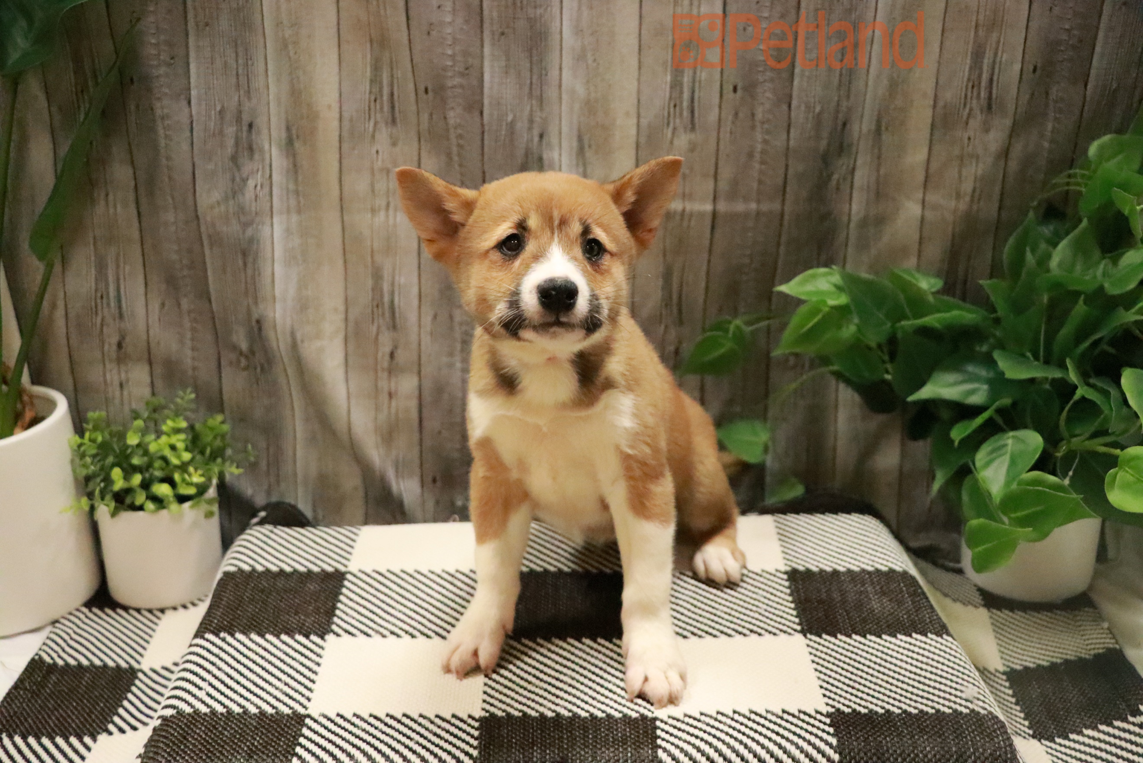 Shiba Inu (M) 28460 Image #1