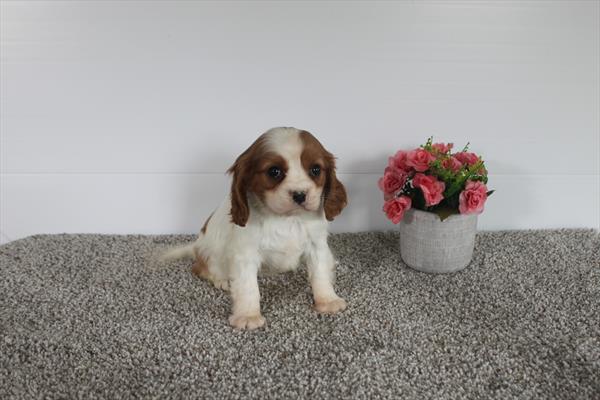 Cavalier King Charles Spaniel (F) 28477 Image #3