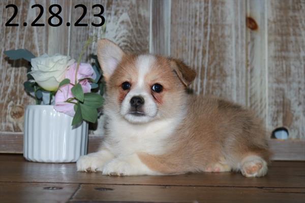 Pomeranian/Pembroke Corgi (M) 28498 Image #3