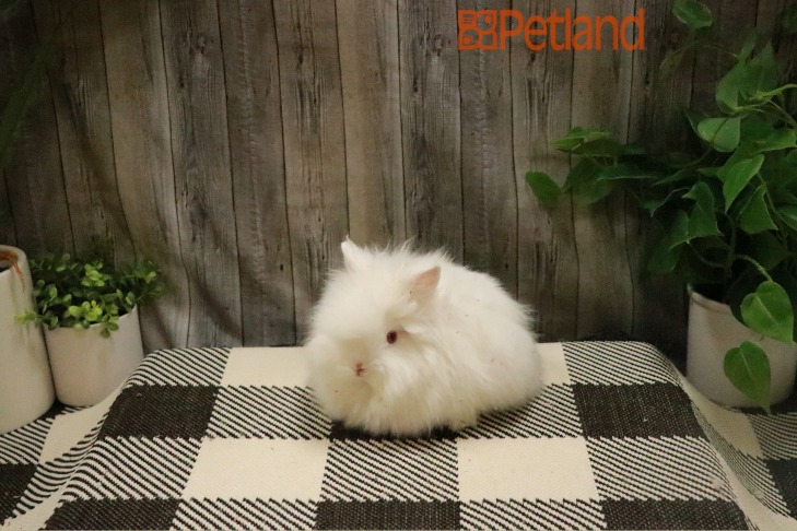 Lionhead-28461 Image #1