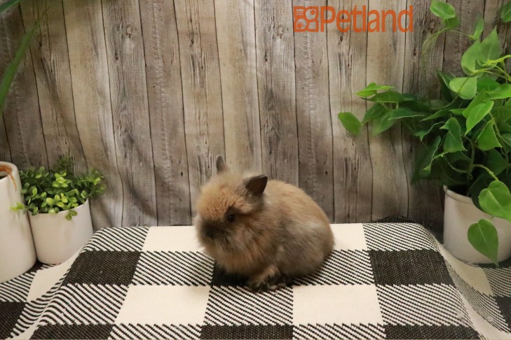 Lionhead-28462 Image #1