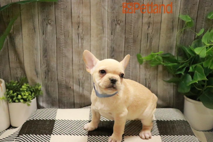 French Bulldog (M) 28466 Image #1