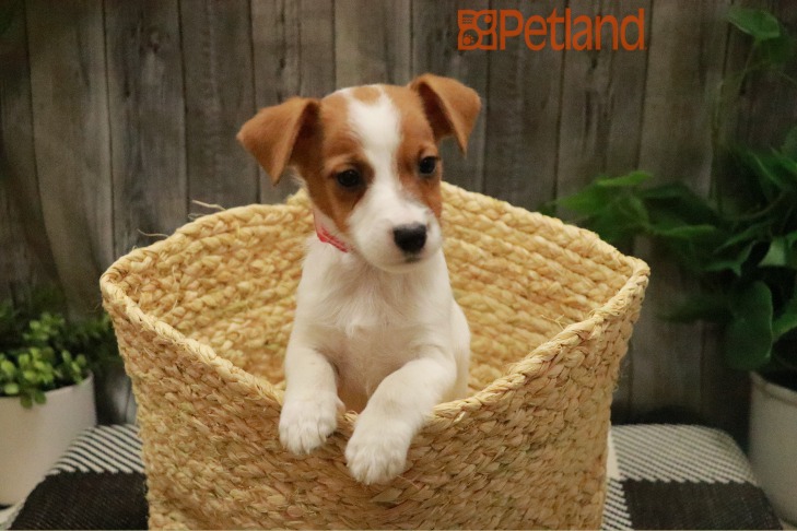 Jack Russell (M) 28470 Image #1