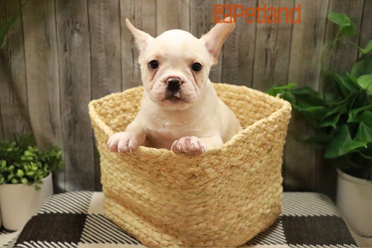 French Bulldog (F) 28473 Image #1
