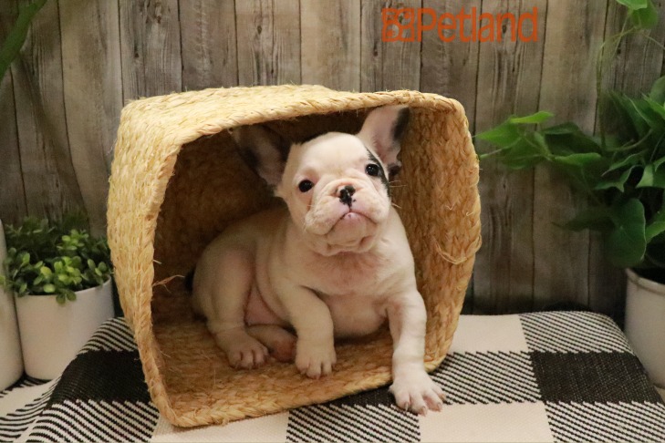 French Bulldog (F) 28474 Image #1