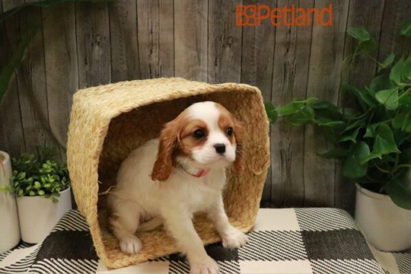 [#23222-03] Blenheim F Cavalier King Charles Spaniel Puppies For Sale