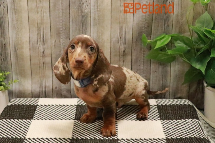 Dachshund (M) 28485 Image #1