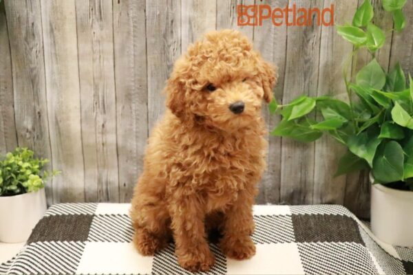 [#23165-02] Red M Poodle Puppies For Sale