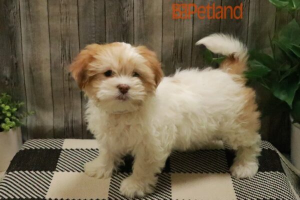[#23179-03] Red / White F Teddy Bear Puppies For Sale