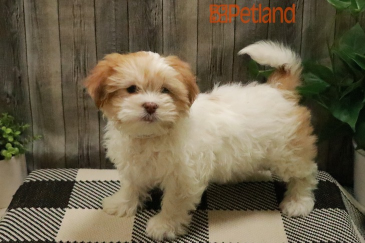 Teddy Bear (F) 28488 Image #1
