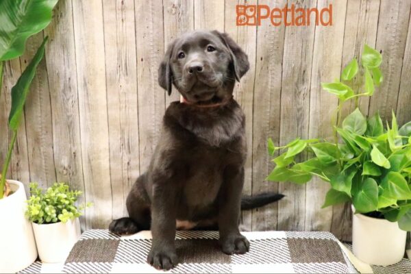 [#23258-03] Black F Labrador Retriever Puppies For Sale