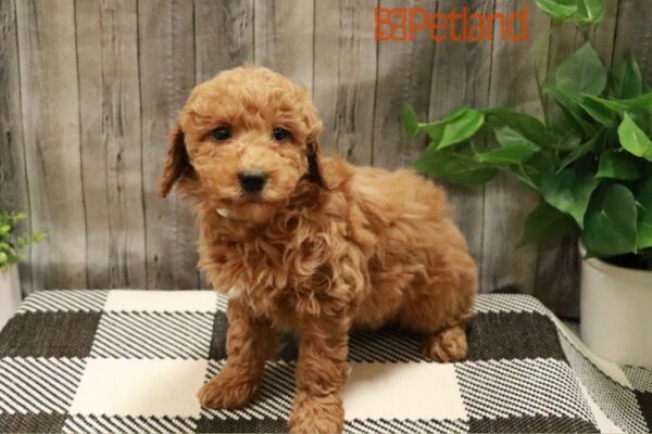 [#23360-03] Apricot F Goldendoodle Mini 2nd Gen Puppies For Sale