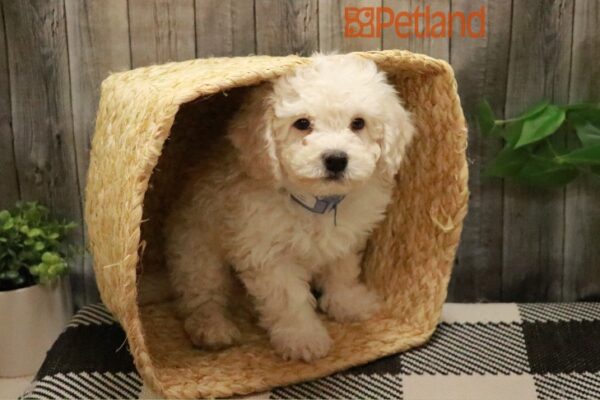 [#23442-06] Cream M Bichapoo Puppies For Sale
