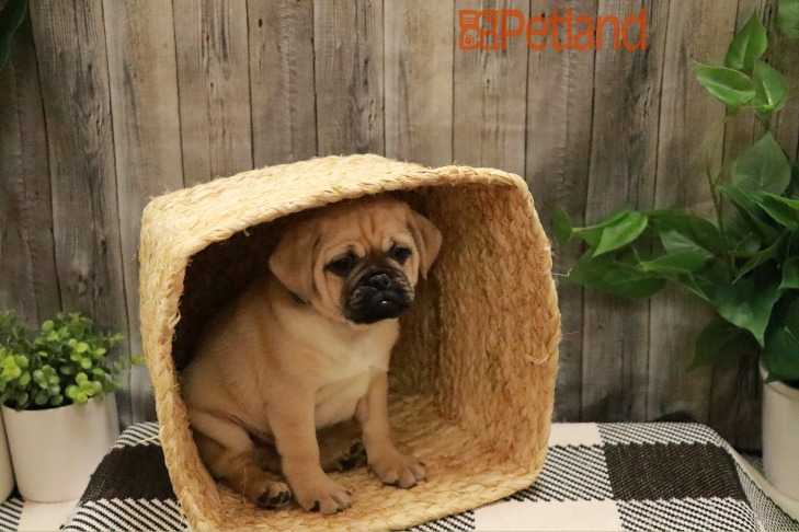 Puggle (M) 28497 Image #1